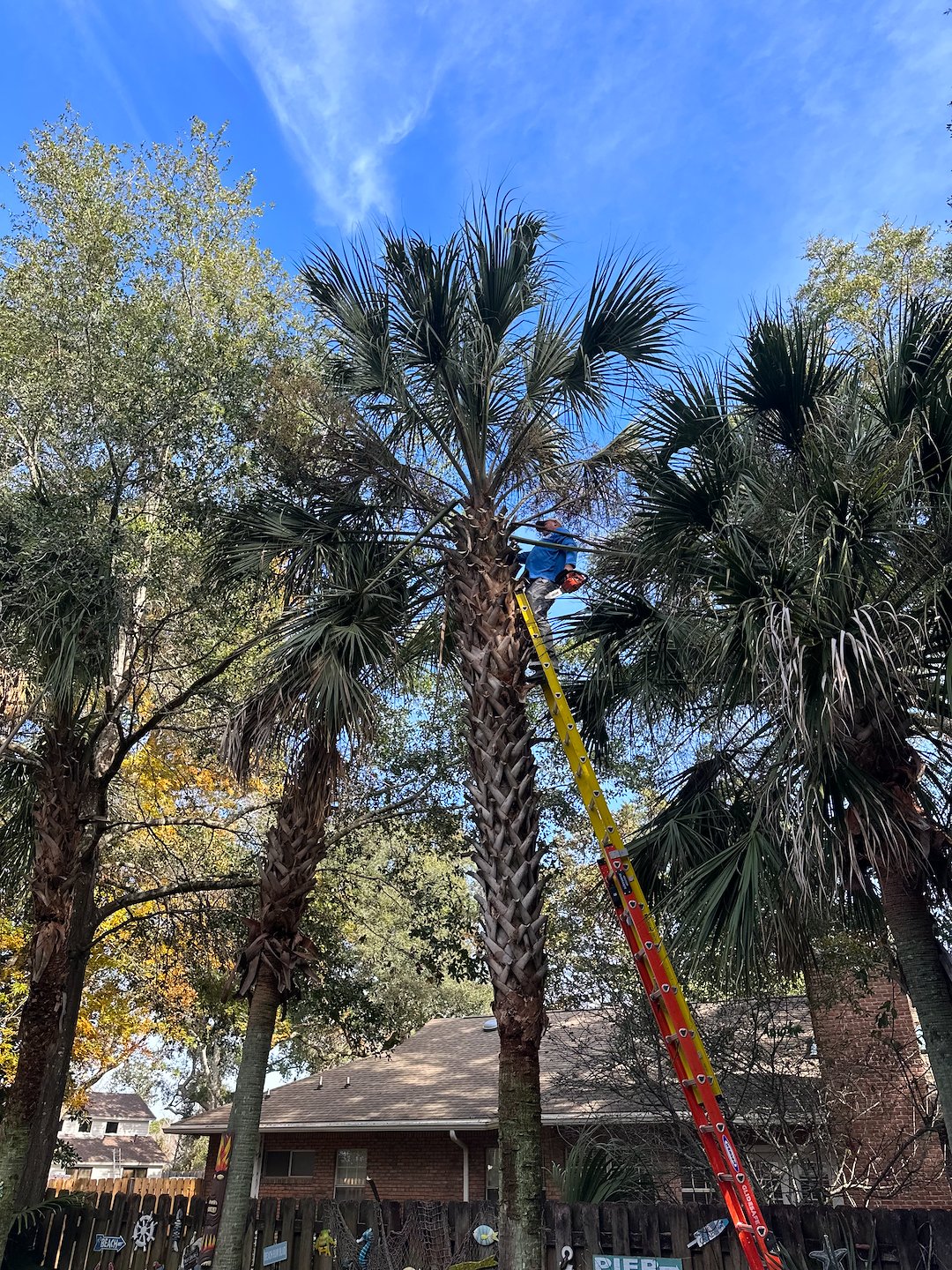 Palm Tree Trimming: Keep Your Property Safe and Beautiful (Fort Walton Beach FL)